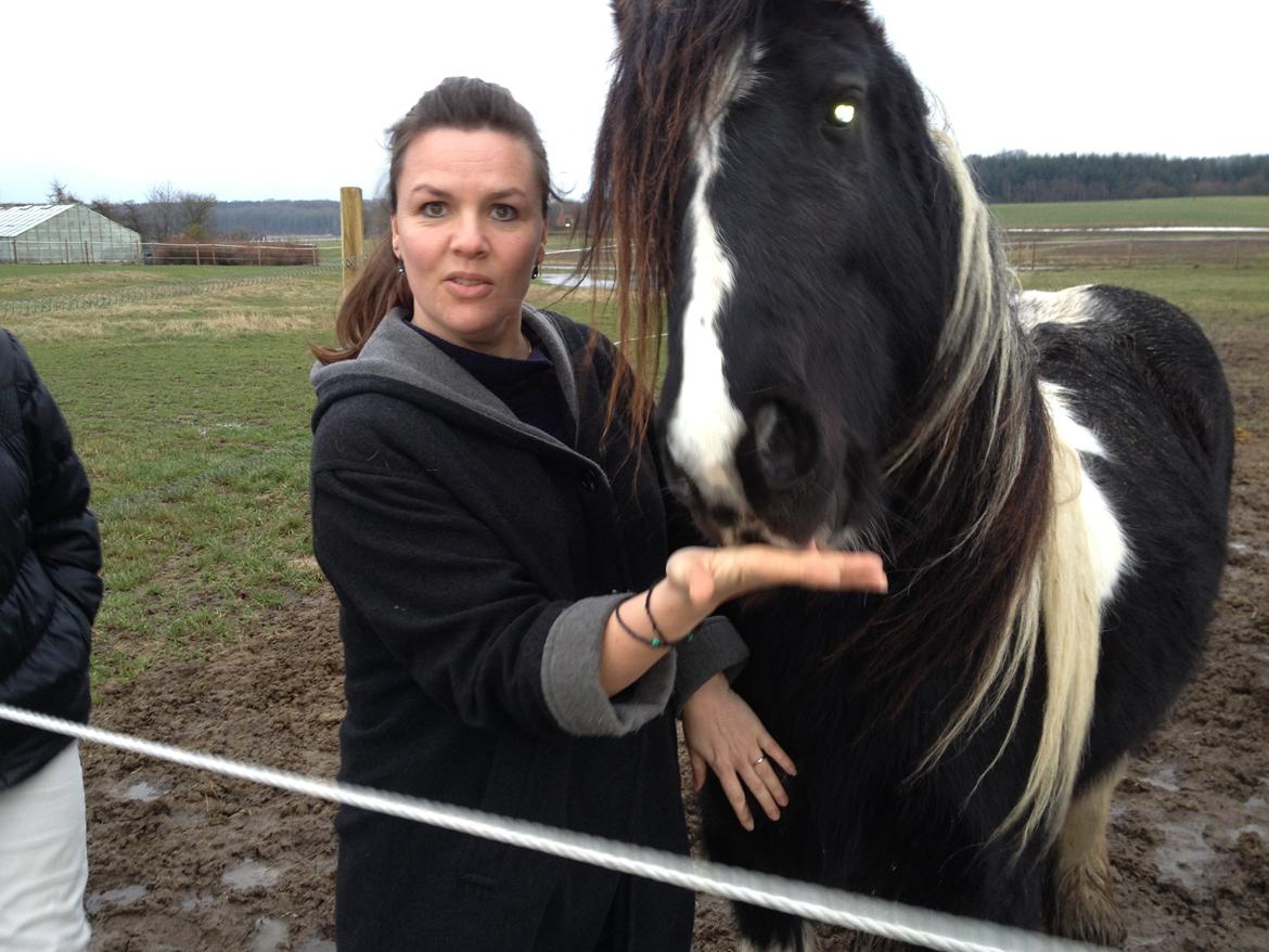 Irish Cob Havens Malou - 29/12-2012 dagen hvor jeg fik smukke Malou i fødselsdagsgave af min elskede familie <3 billede 4