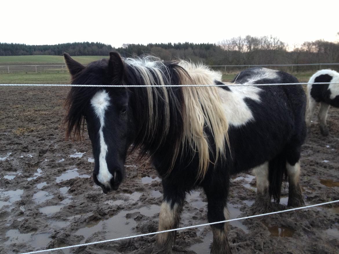 Irish Cob Havens Malou - Januar 2013, Jeg glæder mig til mange gode oplevelser sammen med Malou og Molly <3 billede 5