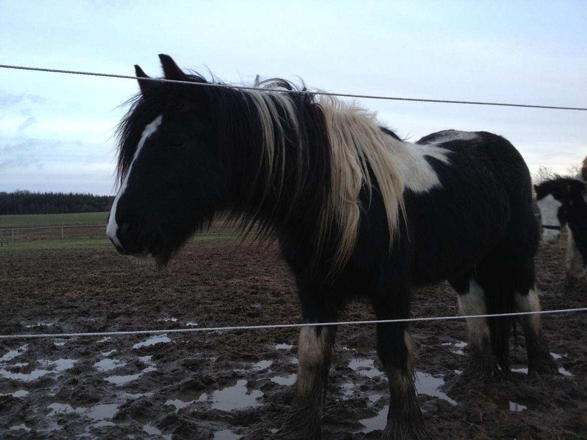 Irish Cob Havens Malou billede 6
