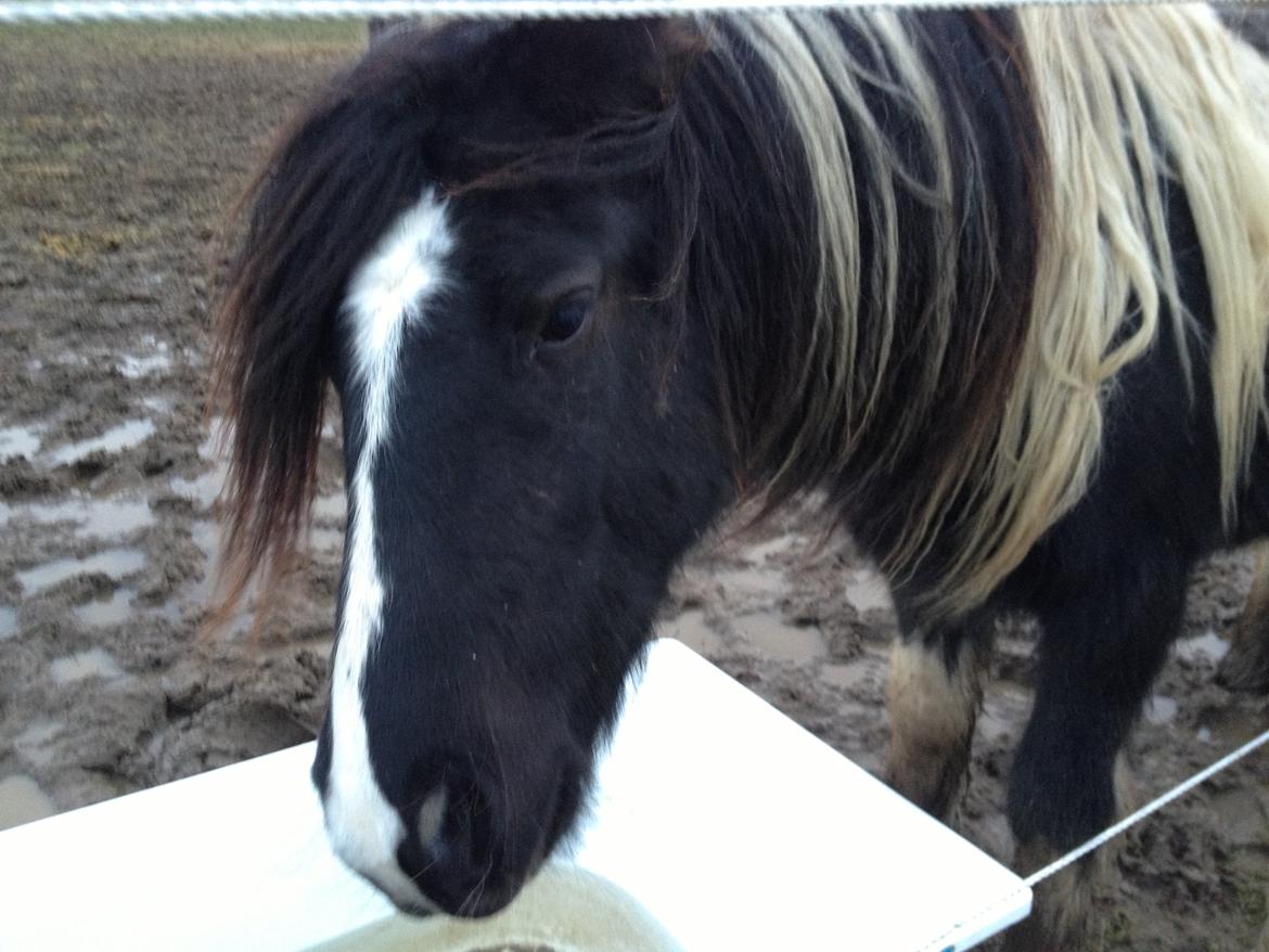 Irish Cob Havens Malou - Har du flere guffer??? billede 7