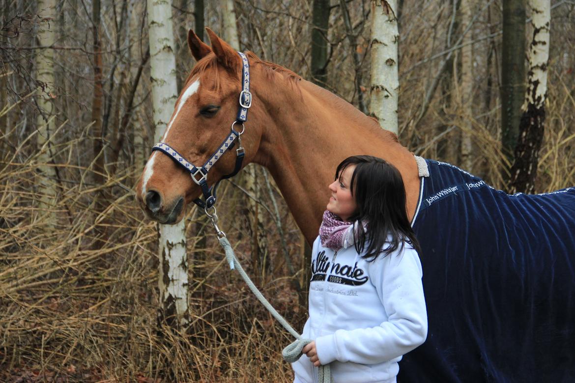 Dansk Varmblod Canton "R.I.P" billede 16