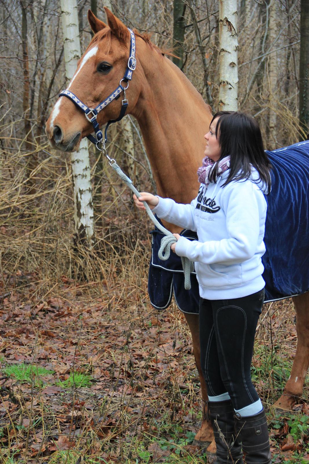 Dansk Varmblod Canton "R.I.P" billede 17