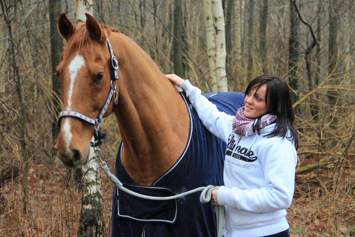 Dansk Varmblod Canton "R.I.P" billede 18