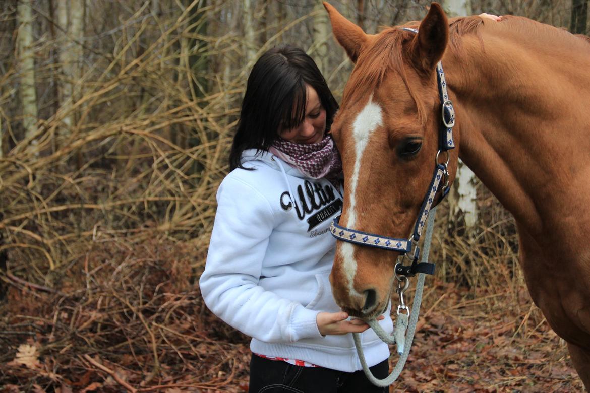 Dansk Varmblod Canton "R.I.P" billede 19