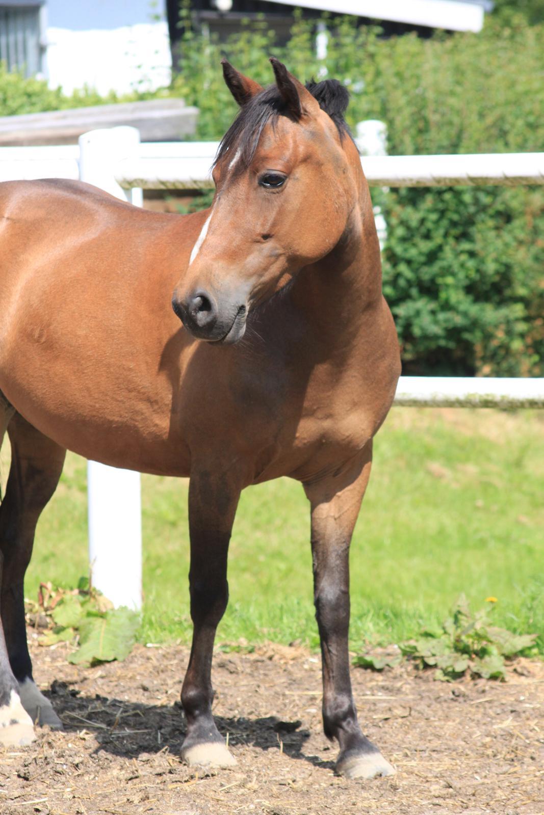 DSP Jasmin - Jasmin sommeren 2012 - Foto: Line Skou billede 17