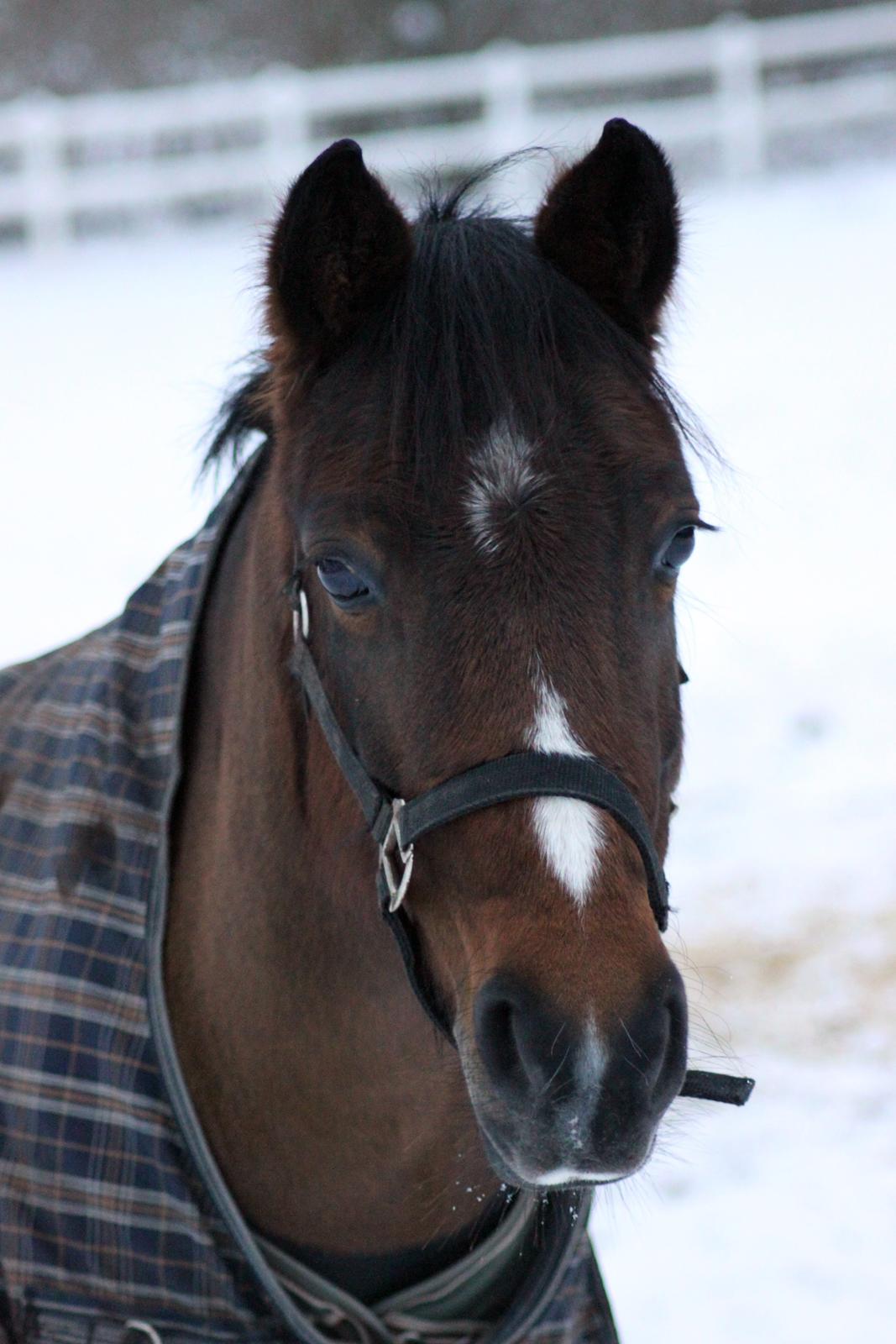 DSP Jasmin - Flotte Baser januar 2013 - Foto: Line Skou billede 18