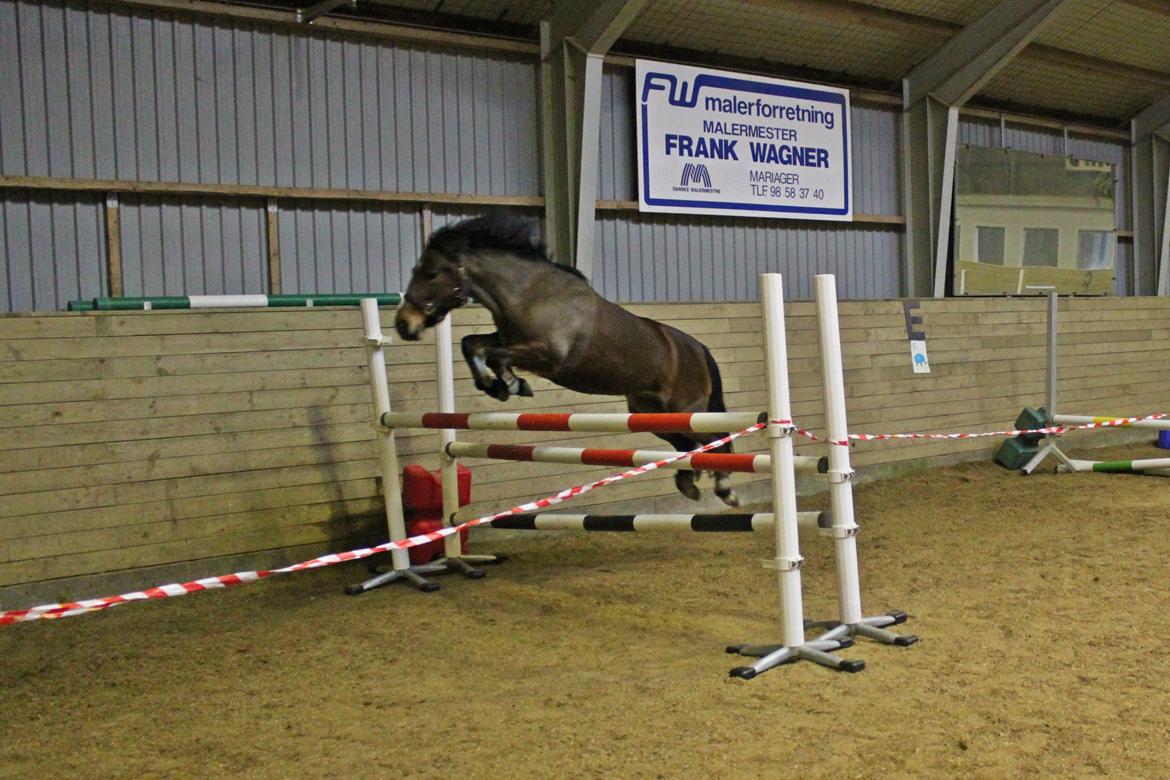 DSP Jasmin - Betten løshopper 1 meter og 10! Februar 2013 - Foto: Line Skou billede 19