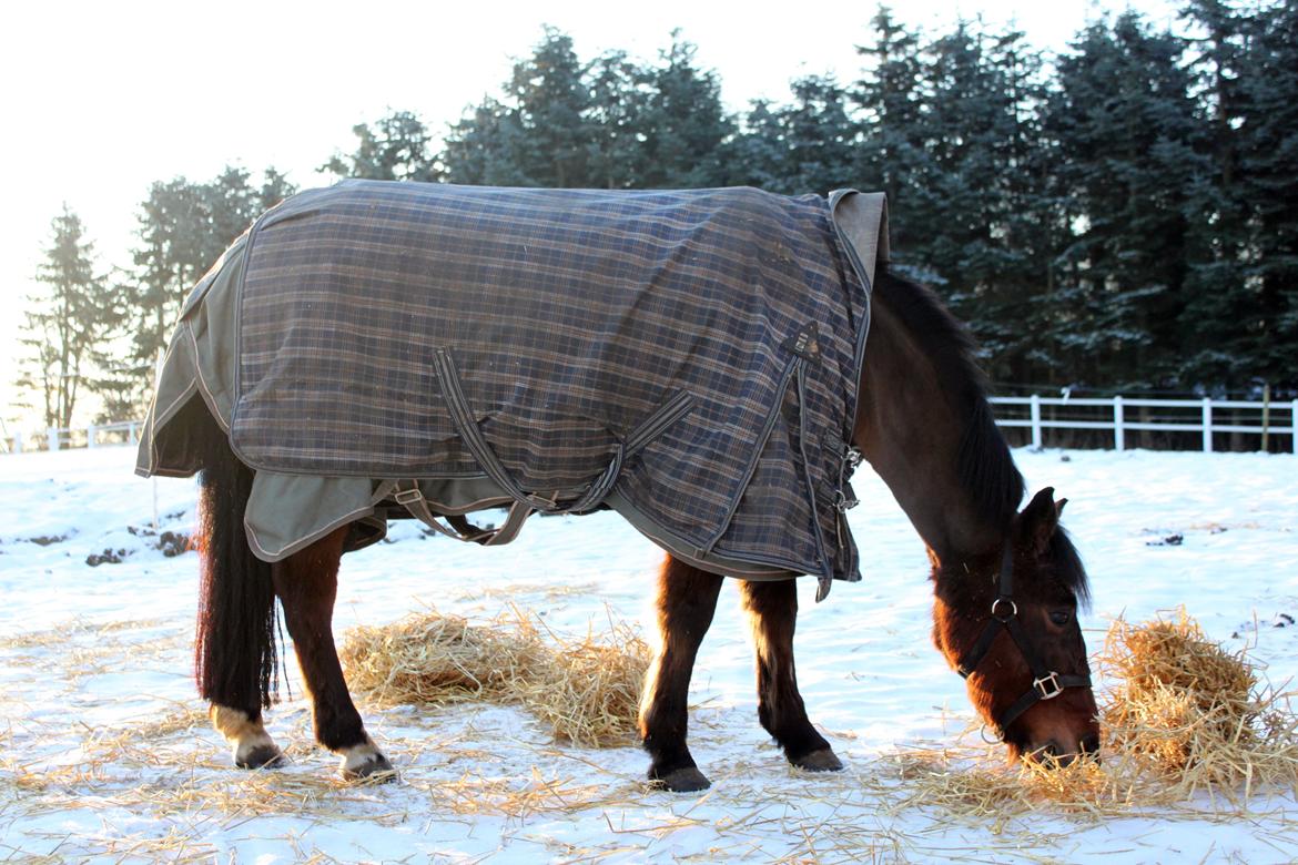 DSP Jasmin - Jasmin i vintersolen februar 2013 - Foto: Line Skou billede 20