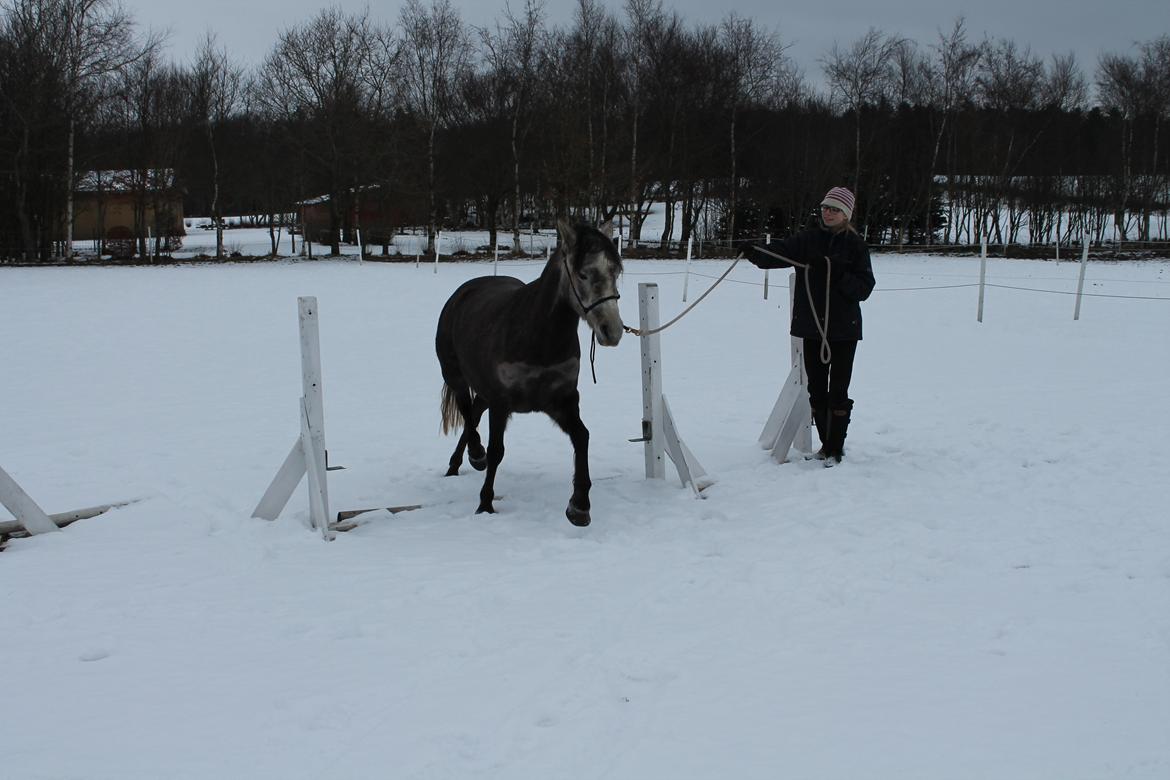 Anden særlig race Stald Arabians Jemeela [Tidl. lånehest] - Februar 2013. billede 19