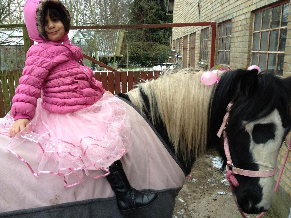 Irish Cob Plet (Hotspot) billede 6