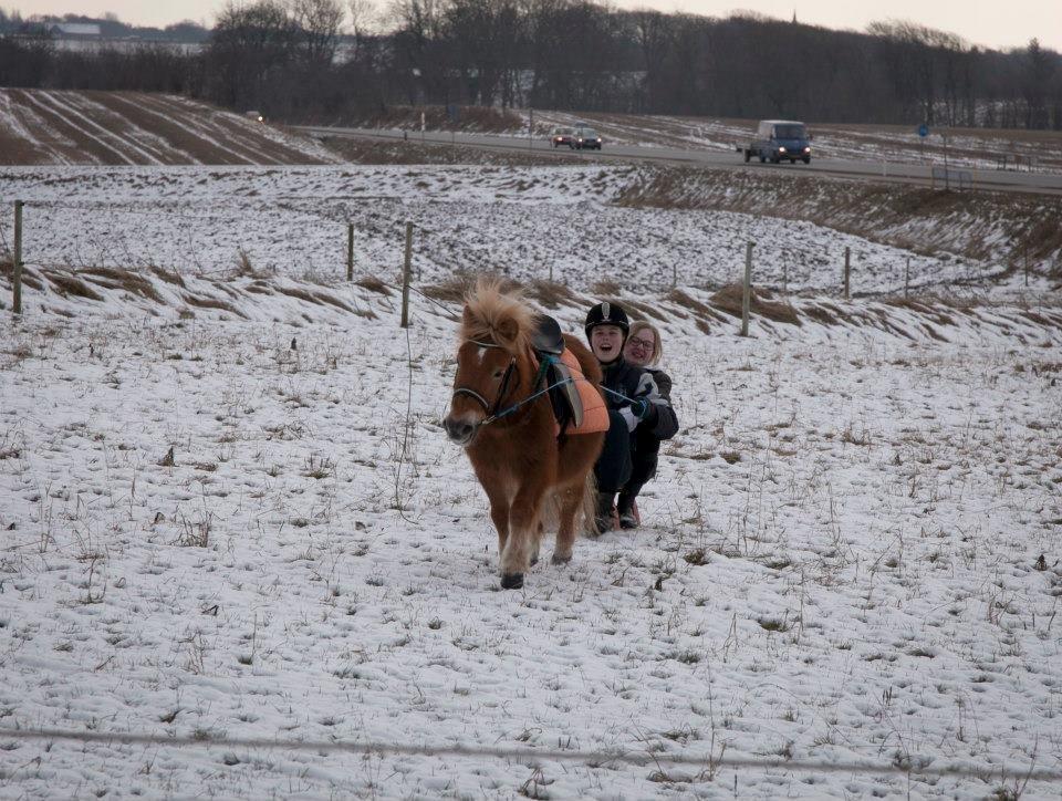 Shetlænder Fuglsangs Maja billede 3