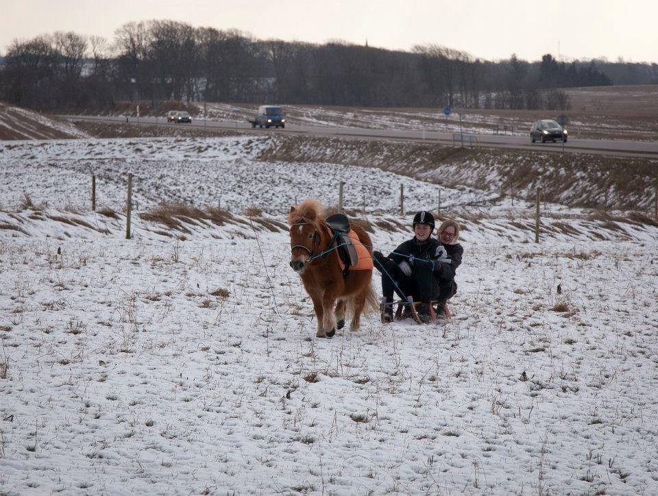 Shetlænder Fuglsangs Maja billede 4
