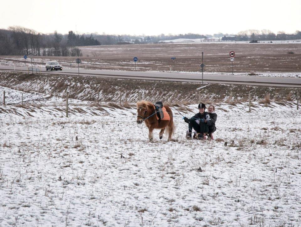 Shetlænder Fuglsangs Maja billede 5