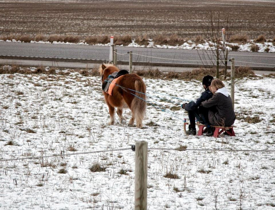Shetlænder Fuglsangs Maja billede 6
