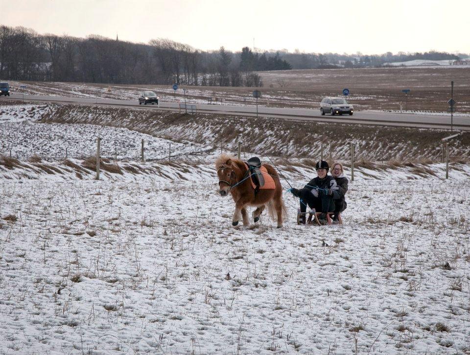 Shetlænder Fuglsangs Maja billede 7