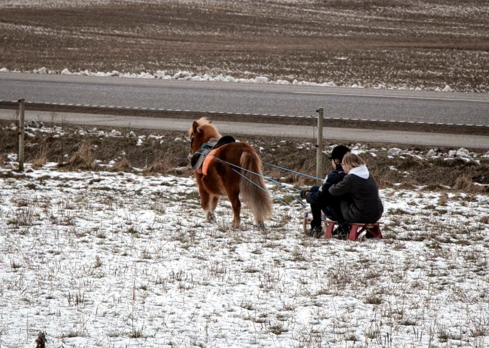 Shetlænder Fuglsangs Maja billede 8