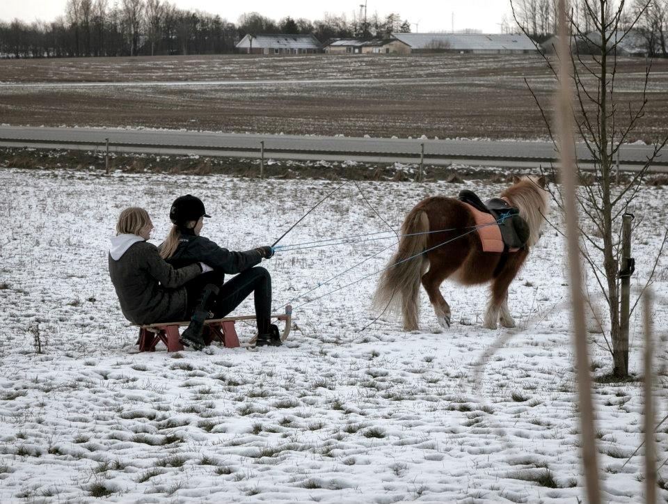 Shetlænder Fuglsangs Maja billede 9