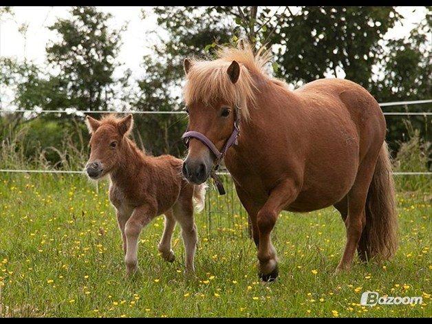 Shetlænder Fuglsangs Maja billede 10