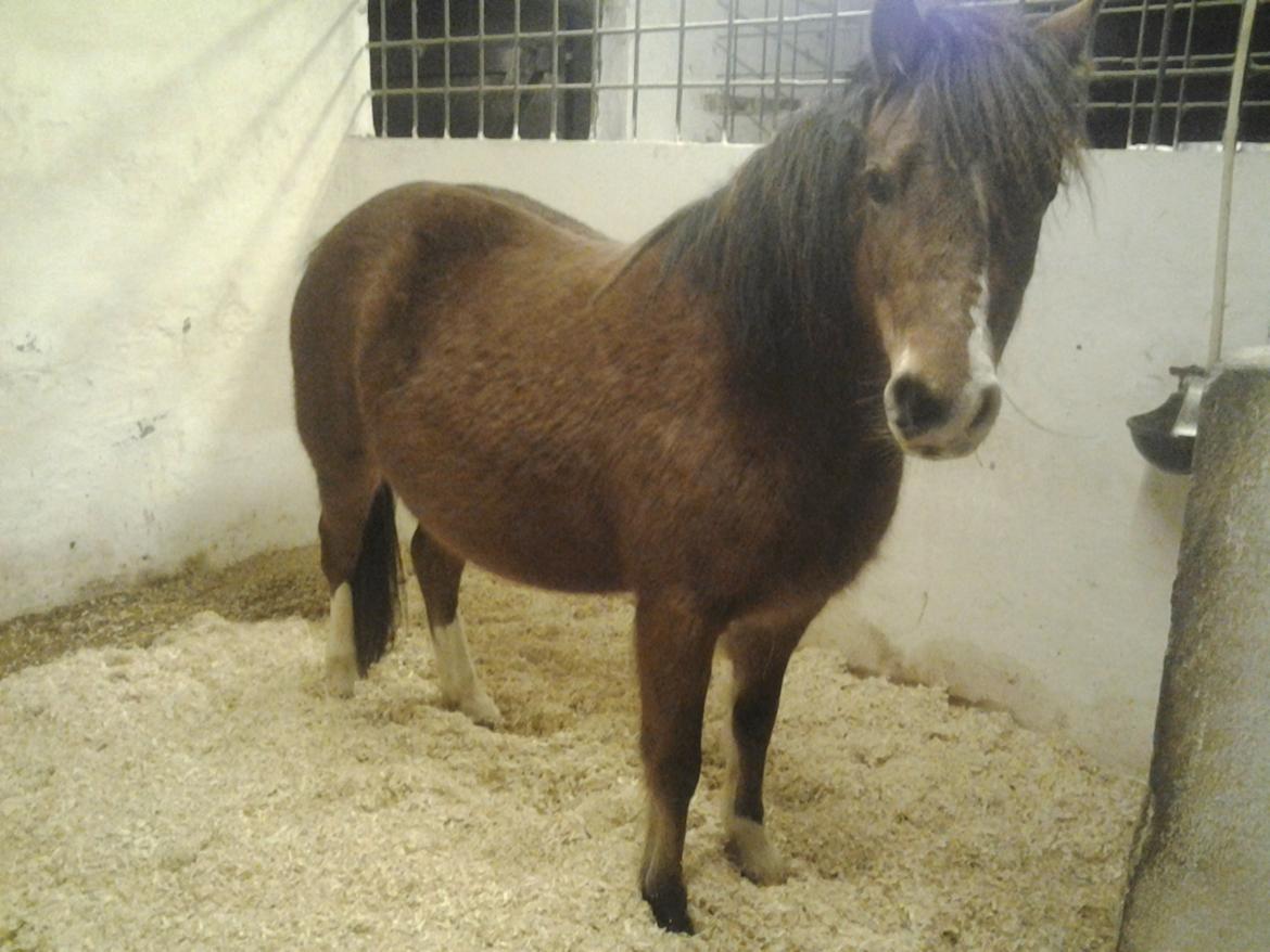 Welsh Mountain (sec A) Llwynneath Jennywren  R.I.P  - velkommen til min profil  billede 1