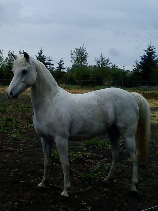 Welsh Pony (sec B) Lintelo Gratitude  (SOLGT) billede 7
