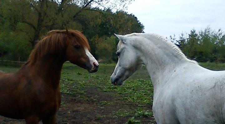 Welsh Pony (sec B) Lintelo Gratitude  (SOLGT) billede 8