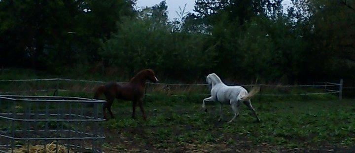 Welsh Pony (sec B) Lintelo Gratitude  (SOLGT) billede 9