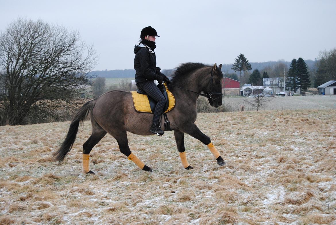 Anden særlig race Lorell - Lorell og Nadja, vinteren 2013 <3 billede 9