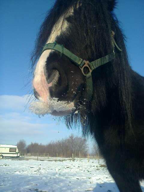 Irish Cob River Meadows Florence - min super dejlige prinsesse, skulle lige rode lidt rundt i sneen efter et stykke gulerod hun havde tabt. hihi :D billede 2