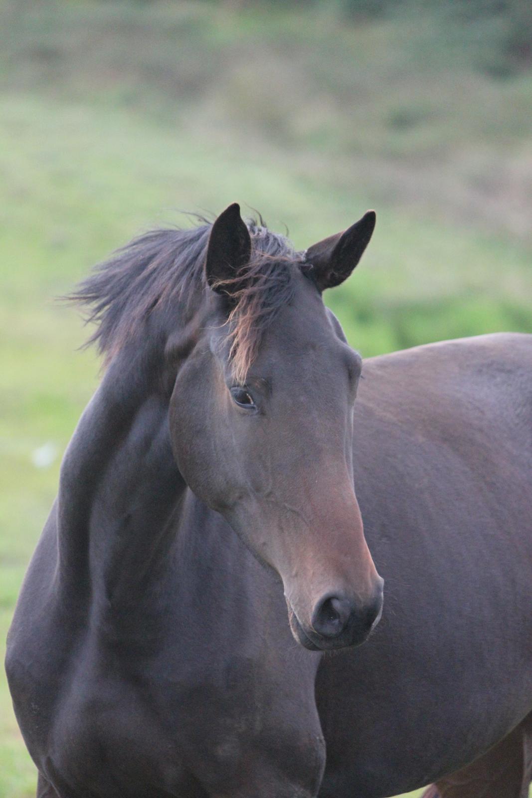 Dansk Varmblod Zakira billede 17