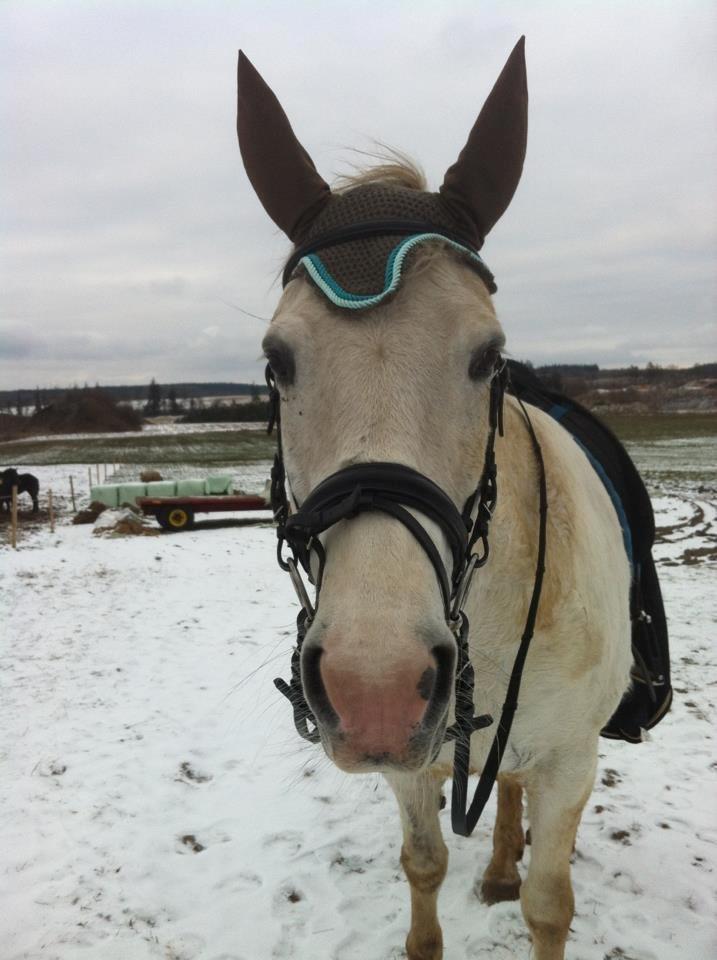 Pinto Marcia<3(Divaen<3) - lækker hest<3 billede 19