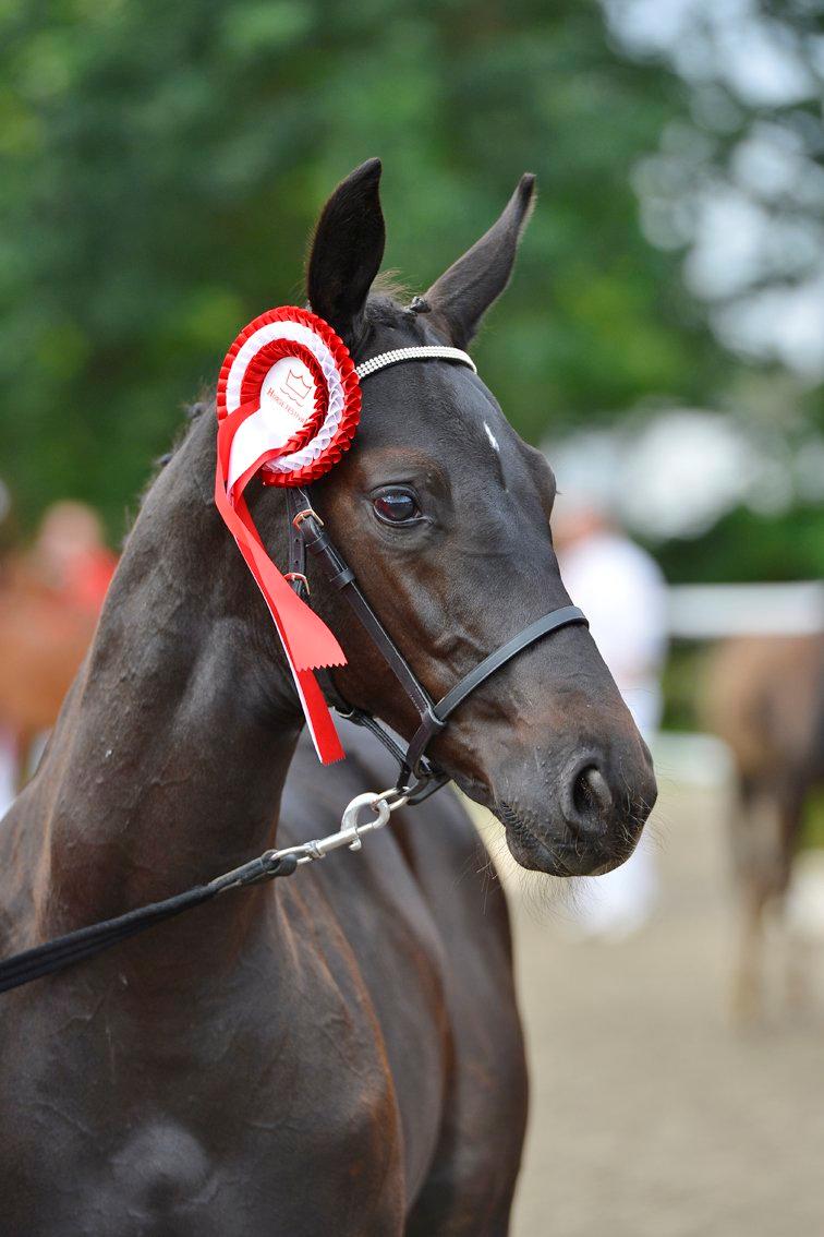 Dansk Varmblod Deus Ex billede 9