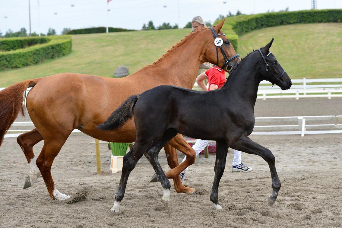 Dansk Varmblod Deus Ex billede 10