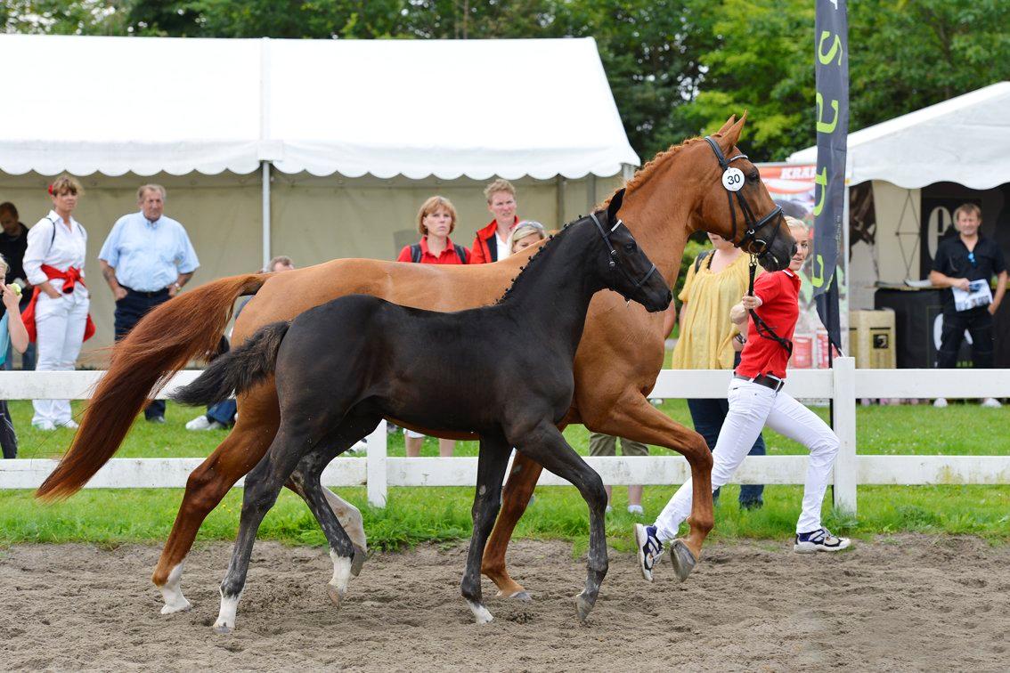 Dansk Varmblod Deus Ex billede 11