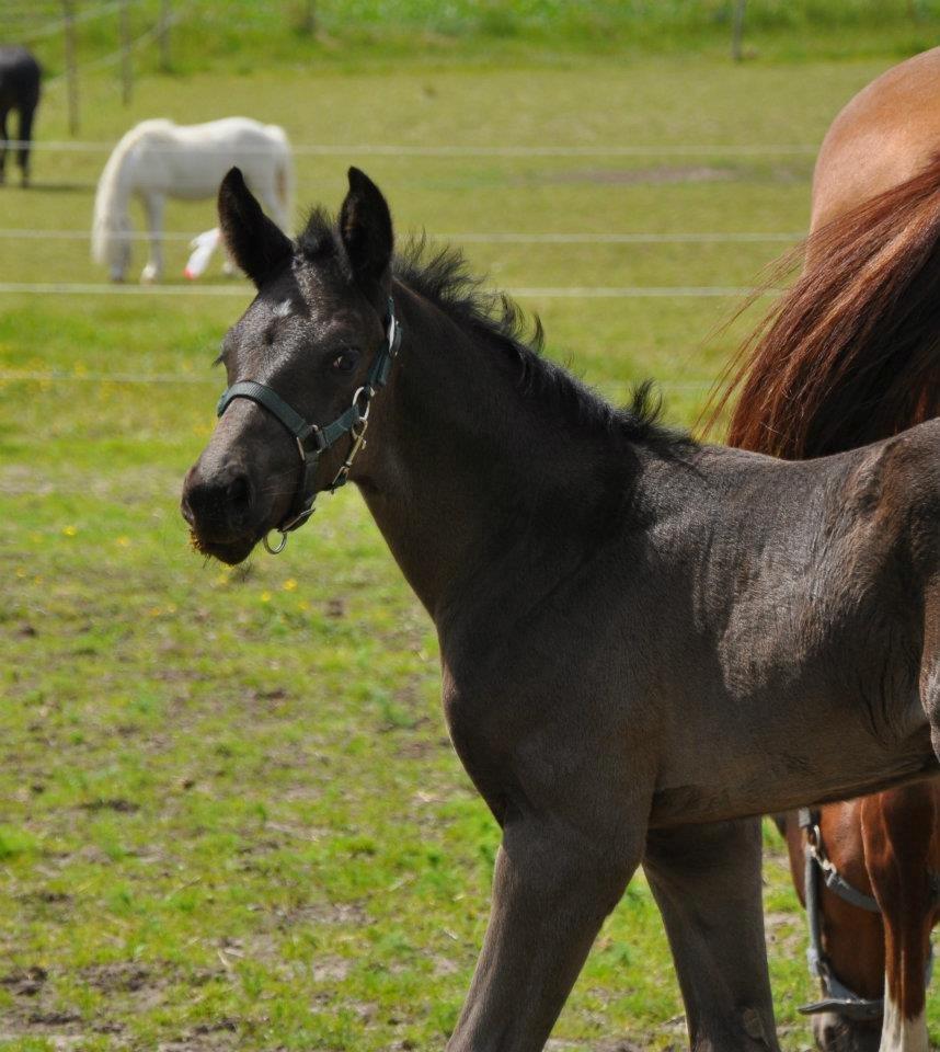 Dansk Varmblod Deus Ex billede 13