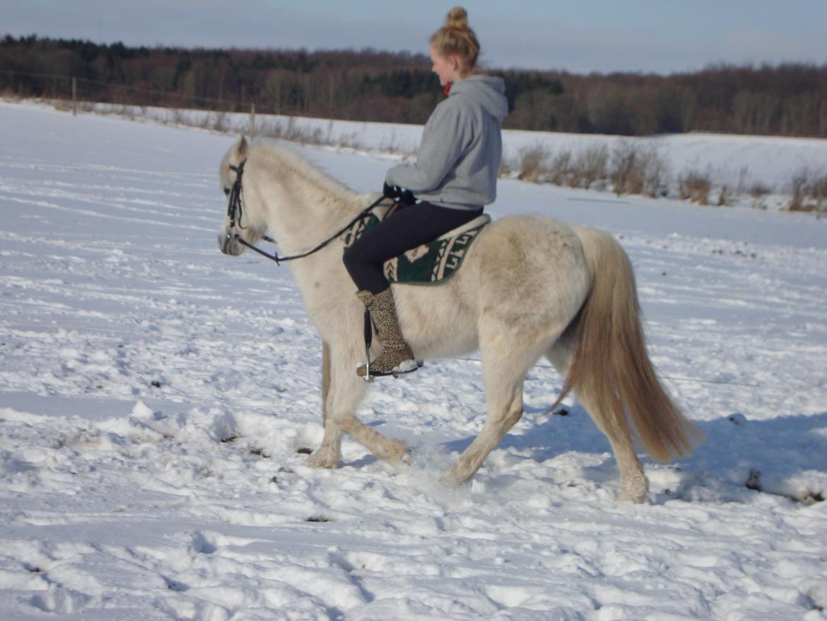 Tysk Sportspony Uriella "R.I.P" - Cirkeline på Uri. 13.02.13 billede 15