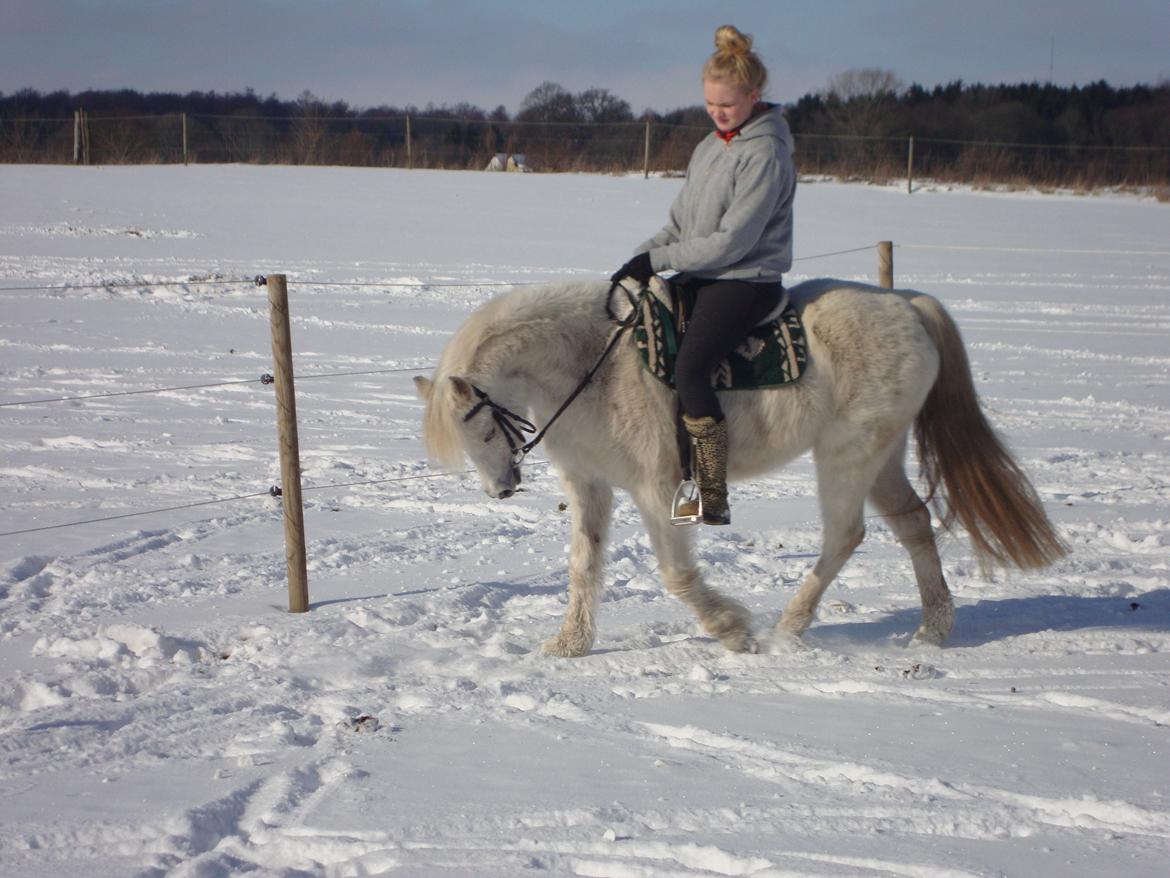 Tysk Sportspony Uriella "R.I.P" billede 19