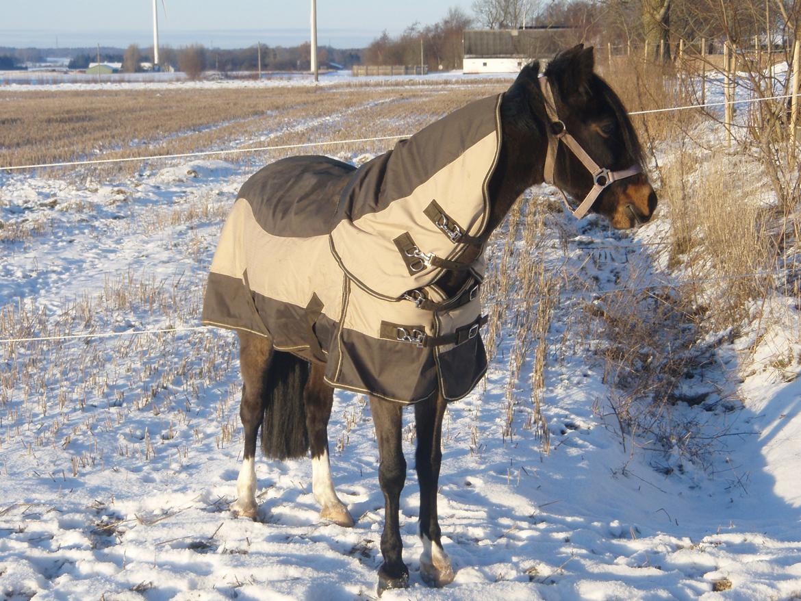 Welsh Pony (sec B) Lyngvejens Malu - Skønne Malu i sneen:) billede 15