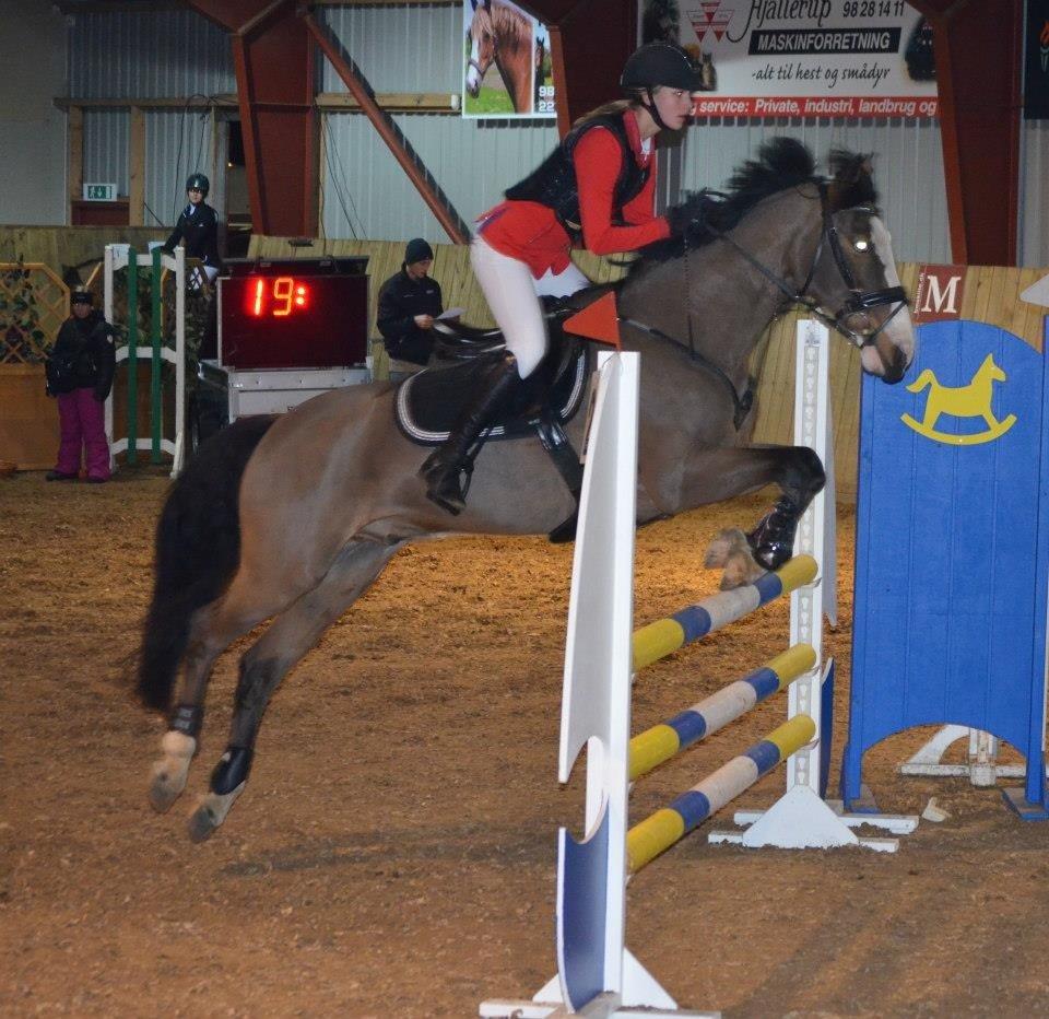 Irsk Sportspony Mr. Nicknack -min nye stjerne- billede 7