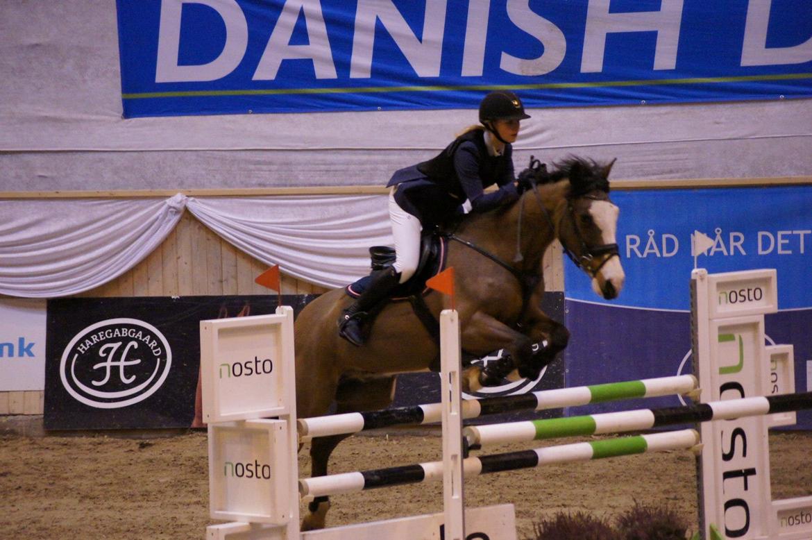 Irsk Sportspony Mr. Nicknack -min nye stjerne- billede 9