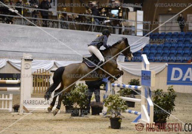 Irsk Sportspony Mr. Nicknack -min nye stjerne- billede 10