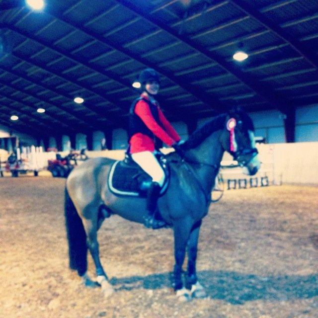 Irsk Sportspony Mr. Nicknack -min nye stjerne- billede 11