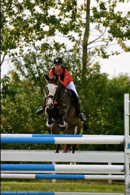 Irsk Sportspony Mr. Nicknack -min nye stjerne- billede 12