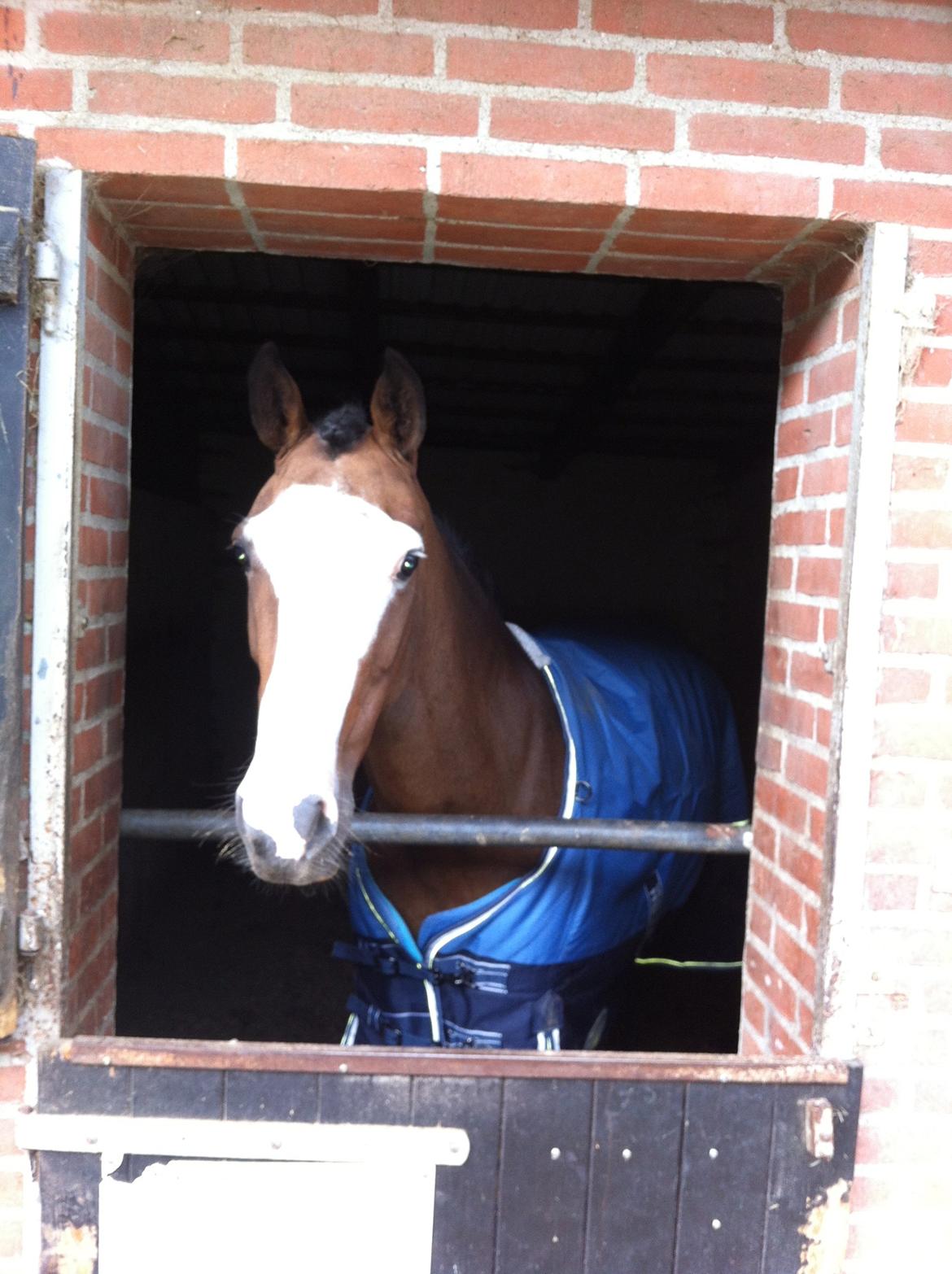 Irsk Sportspony Mr. Nicknack -min nye stjerne- billede 13