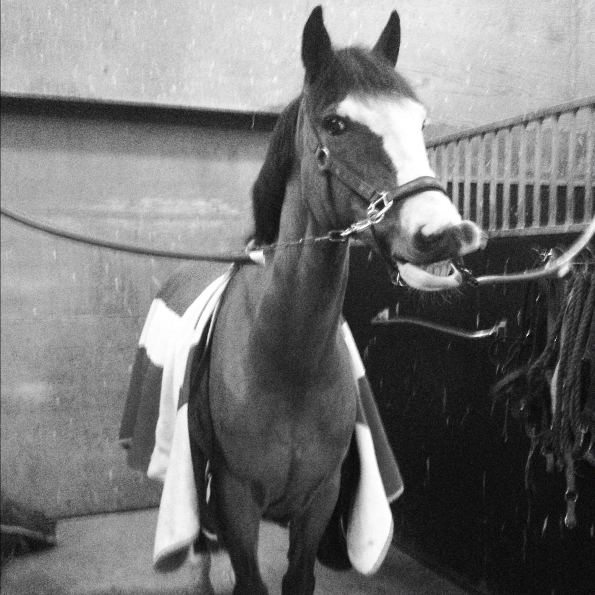 Irsk Sportspony Mr. Nicknack -min nye stjerne- billede 14