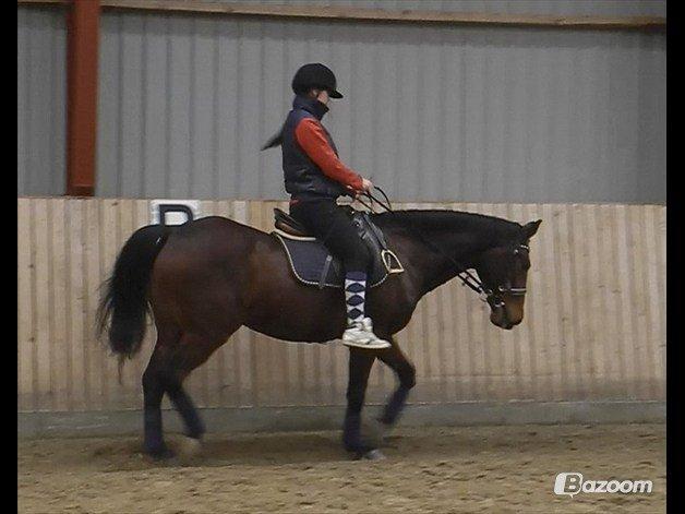 Anden særlig race Nova - Ponii<3 billede 3