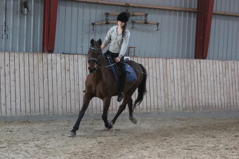 Anden særlig race Nova - Ponycamp 2012 - en af de sidste gange jeg har redet ham :3<3 billede 17