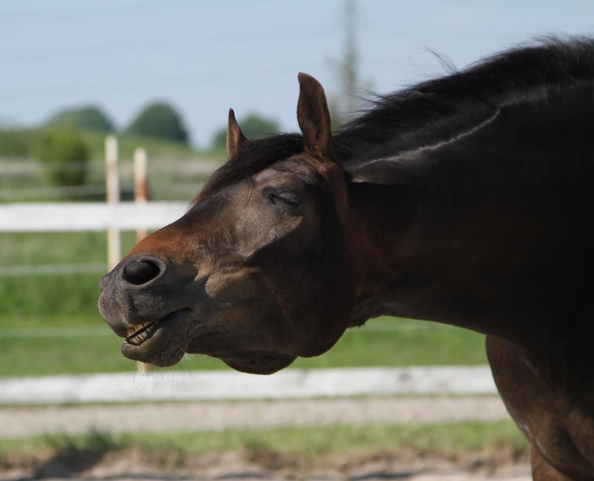 Dansk Varmblod Lillegård's Romario billede 1