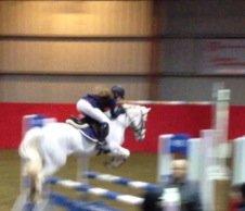 Irsk Sportspony Levi 501 billede 4