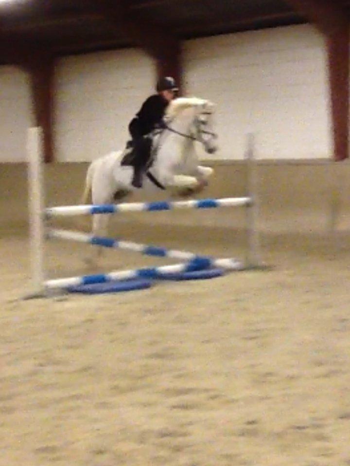 Irsk Sportspony Levi 501 billede 6