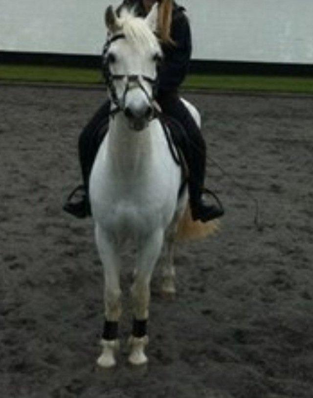 Irsk Sportspony Levi 501 billede 10